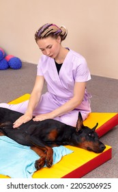 Pet Physical Therapist Make Massage For Big Dog. Physiotherapy In Veterinary Clinic