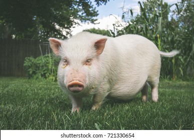 Pet Pig.