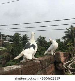 pet pigeons, pigeons playing, rooftop garden, birds on rooftop, pet birds, rooftop wildlife, garden birds, pigeon interaction, outdoor pets, playful pigeons, bird photography, pigeons in nature, rooft - Powered by Shutterstock - Get 15% off with code: PIKWIZARD15
