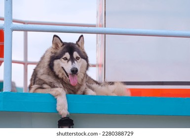 Pet Portrait of adorable Siberian Husky Looking at camera while Laying Down on the deck of boat at harbor in the evening