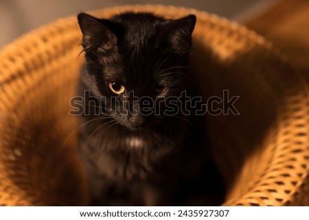 Pet portrait. beautiful black cat with yellow eyes and an attentive look, dark background in a yellow wicker basket. black background. for backgrounds or articles that need a soft, fluffy, cute cat, c