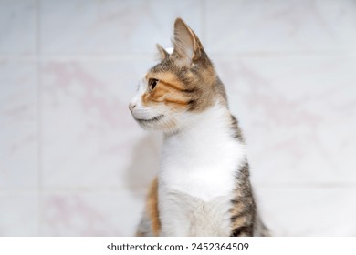 Pet portrait. beautiful three color cat with yellow, green eyes and an attentive look, isolated white background. for backgrounds or articles that need a soft, fluffy, cute cat, cuddly Stock fotografie
