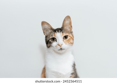 Pet portrait. beautiful three color cat with yellow, green eyes and an attentive look, isolated white background. for backgrounds or articles that need a soft, fluffy, cute cat, cuddly Stock fotografie