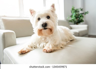 A Pet portrait of cute West Highland White Terrier dog enjoying and resting in living room indoor