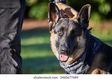 Pet, portrait and dog with person in park for exercise, training and adventure outdoors. Owner, backyard and man with German Shepherd for games, bonding and fun for trust, walk or police academy - Powered by Shutterstock