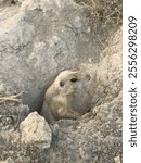 A pet prairie dog came out from the hole the he digs by himself in my backyard Chiang Mai Thailand.