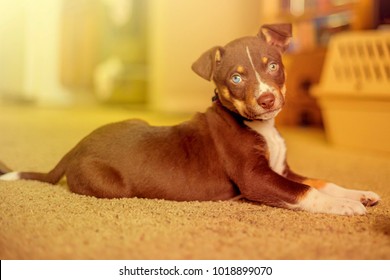 chocolate lab husky mix puppies