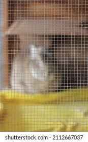 Pet Rabbit In An Animal Enclosure Behind A Wire Mesh Grid.