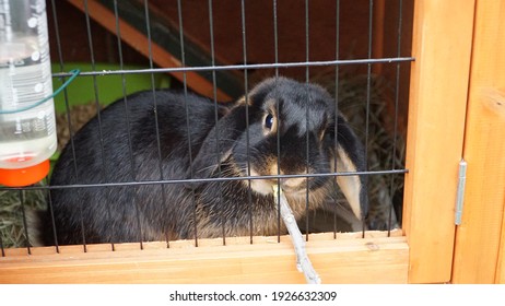 pet rabbit dwarf lop oryctolagus cuniculus easter bunny sitting in a tiny cage  eating a branch and hay - Shutterstock ID 1926632309