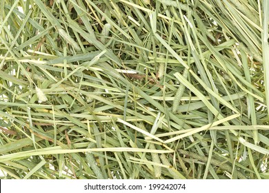 timothy rabbit hay