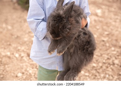 A Pet Rabbit In The Hands Of A Boy. Rabbit Park.