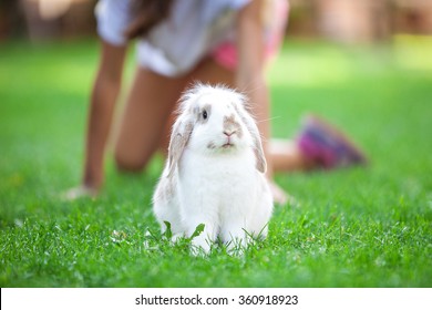 Pet Rabbit On Grass In Park, Young Girl In Background Playing With Rabbit