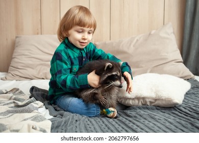 A pet raccoon, a child and an exotic animal indoor. Room, games with pet, gray raccoat. Animal in the family, care, love and friendship. boy hugs a raccoon