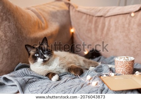Pet is resting on the couch at home. Cat in a cozy home environment on a winter morning next to a mug of hot  chocolate or coffee
