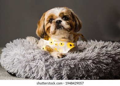 Pet Shih Tzu In Dog Bed Looking Cute And Fluffy With Flower Collar Neckerchief Bandana 