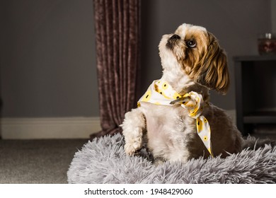 Pet Shih Tzu In Dog Bed Looking Cute And Fluffy With Flower Collar Neckerchief Bandana 