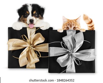 Pet Shop Black Friday And Cyber Monday Gift Card With Dog And Cat On Package With Silver And Golden Ribbon Bow, Isolated On White Background