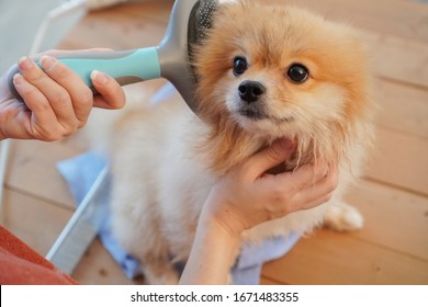 small dog grooming