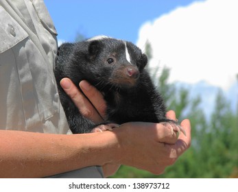 Pet Skunk