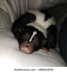 Pet Skunk And Pet Skunk Butt 