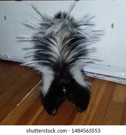 Pet Skunk And Pet Skunk Butt 