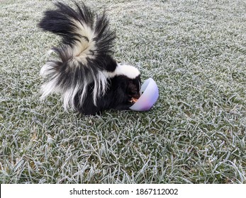 Pet Skunk Eats An Egg On A Meadow With Frozen Dew