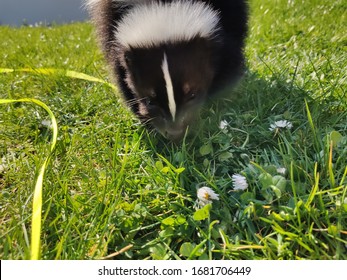 Pet Skunk On A Leash In The Garden