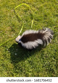 Pet Skunk On A Leash In The Garden