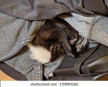 Pet Skunk Sleeps In A Pile Of Sweaters