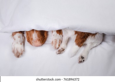 Pet sleeps. Dog under a blanket
