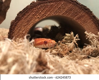 Pet Snake In A Tank