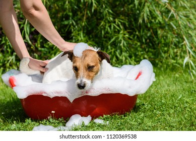 Pet Spa Care: Dog Takes A Bath At Hot Summer Day