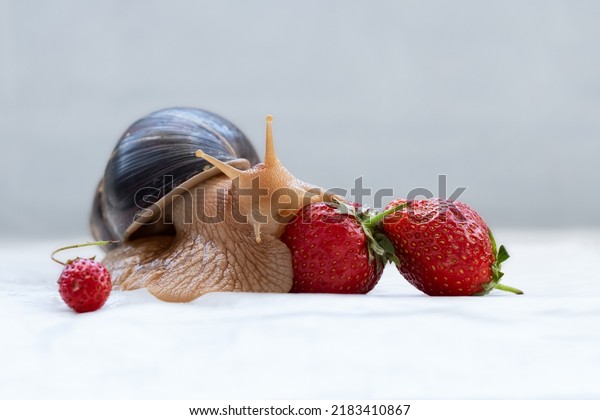 Pet and strawberries. Beautiful postcard\
with a large snail and\
strawberries.