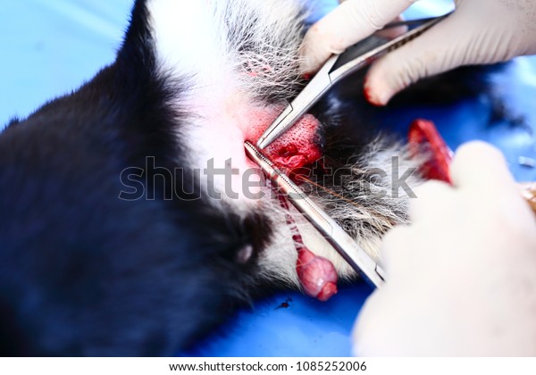 Pet surgery. Animal\
surgical sterilization outside the vet room by veterinary. Surgical\
sterilization has been the cornerstone of efforts to curb pet\
overpopulation.