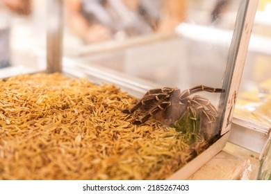 Pet Tarantula Inside A Glass Tank At An Exotic Pet Store