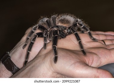 Pet Tarantula Spider In Palm Of Man's Hands.