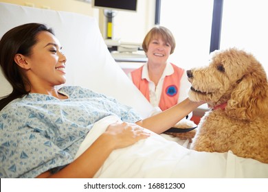 Pet Therapy Dog Visiting Female Patient In Hospital