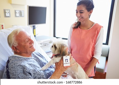 Pet Therapy Dog Visiting Senior Male Patient In Hospital