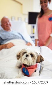 Pet Therapy Dog Visiting Senior Male Patient In Hospital