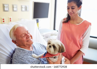 Pet Therapy Dog Visiting Senior Male Patient In Hospital