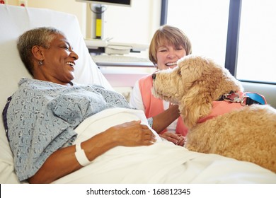 Pet Therapy Dog Visiting Senior Female Patient In Hospital