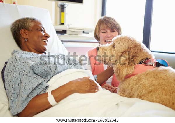 Pet Therapy Dog Visiting Senior Female Patient\
In Hospital