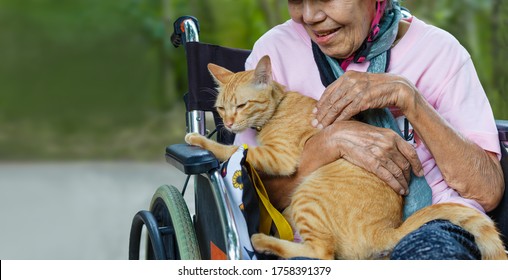 Therapie bei älteren Patienten. Haustiere machen Patienten gesünder und glücklicher.