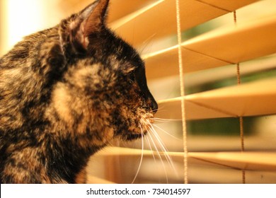 A pet tortoiseshell cat looks out the window through the slats in window blinds. The old tortie cat is seen from the side vigilantly looking outside.