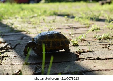 Pet Turtle Exploring A Small Town Park On A Hot Summer Day. 