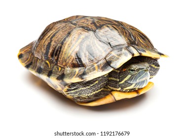 29,795 Turtle Head Shell Images, Stock Photos & Vectors | Shutterstock