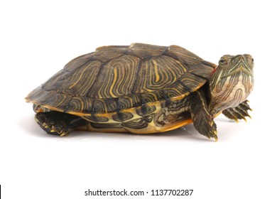 Pet Turtle Red-eared Slider(Trachemys Scripta Elegans) Isolated On White Background.