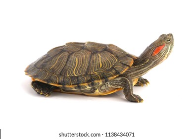 Pet turtle red-eared slider(Trachemys scripta elegans) isolated on white background.