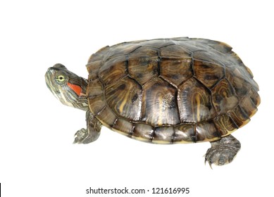 Pet Turtle Red-eared Slider(Trachemys Scripta Elegans) Isolated On White Background