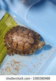 Pet turtle red-eared slider(Trachemys scripta elegans)